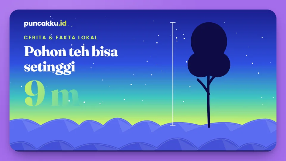 Ilustrasi siluet pohon teh setinggi 9 meter di atas bukit kebun teh pada malam hari