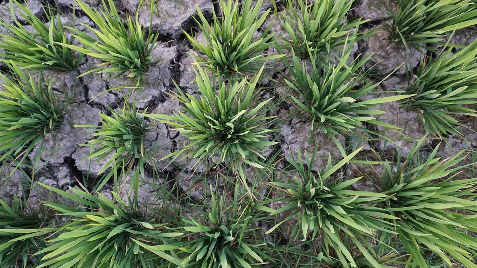 Tanah sawah kering retak dengan rumpun padi hijau di sela-sela retakan